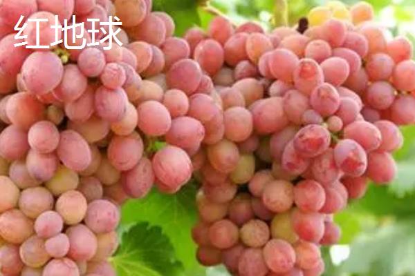 大泽山葡萄的简介，具有穗大粒饱、色泽鲜艳、皮薄肉嫩等特点