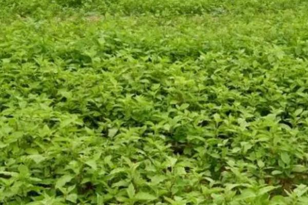 牛膝如何种植以及防治病害，长势过旺时要注意打顶