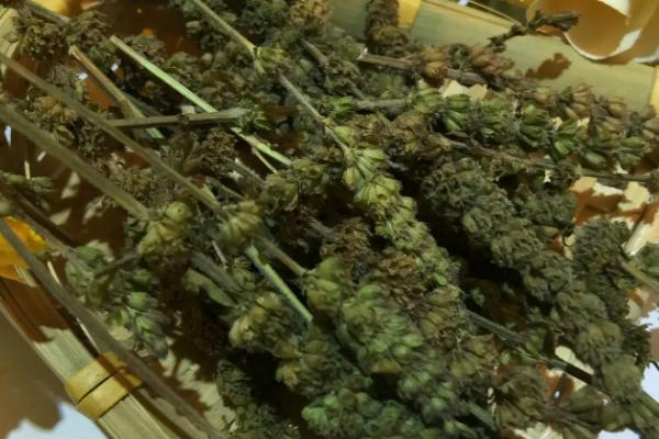 荆芥穗的简介，属于唇形科、荆芥属草本植物