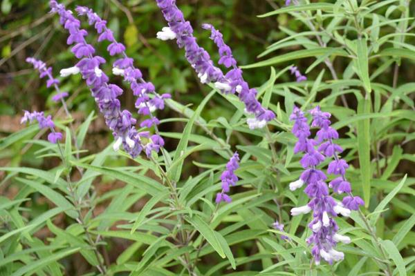 荆芥穗的简介，属于唇形科、荆芥属草本植物