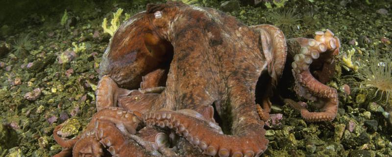 北太平洋巨型章鱼相关介绍，也叫水蛸、可能是世上最大的章鱼品种