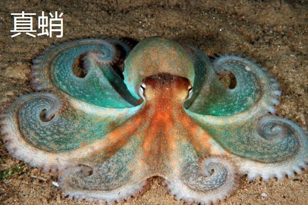 北太平洋巨型章鱼相关介绍，也叫水蛸、可能是世上最大的章鱼品种