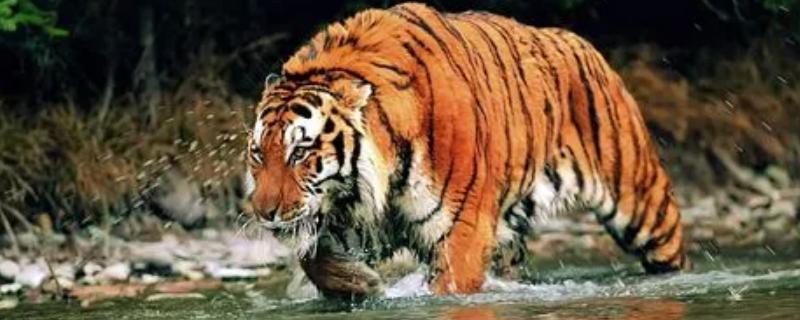 老虎能不能打赢霸王龙，霸王龙的战斗力远超老虎