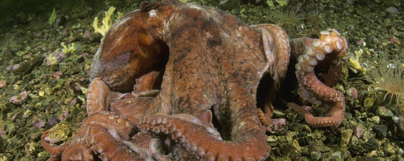 章鱼的简介，属于八腕目、章鱼科动物的统称