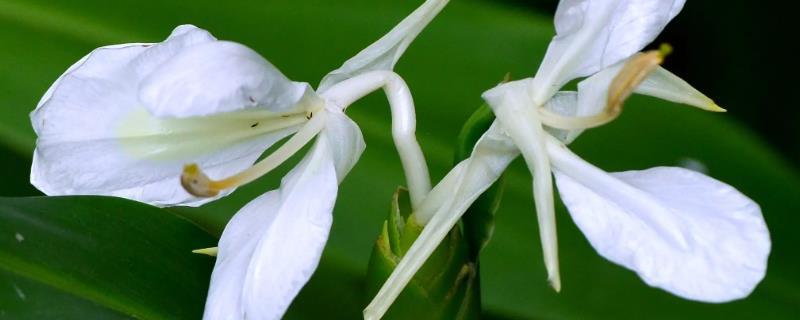 什么是姜花，属于姜科、姜花属多年生草本植物