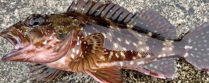 什么是老虎斑，学名叫做褐点石斑鱼