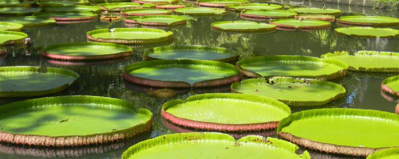 什么是水生植物，狭义上是指在水中生长的植物