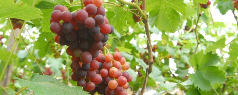 红提葡萄如何种植以及防治病害，新梢长到一定程度后要引缚在架面上