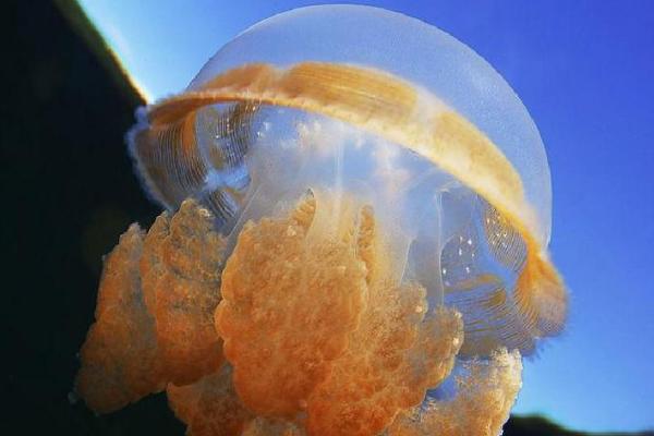 什么是浮游动物，泛指在水中营浮游生活、本身无法制造有机物的动物