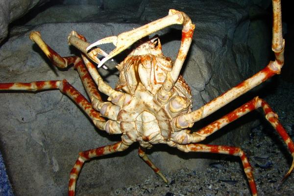 什么是浮游动物，泛指在水中营浮游生活、本身无法制造有机物的动物