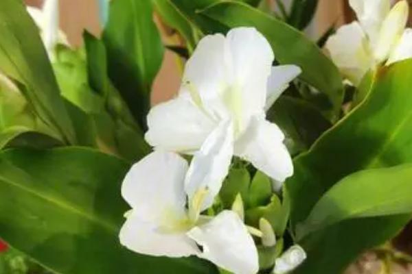 什么是姜花，属于姜科、姜花属多年生草本植物