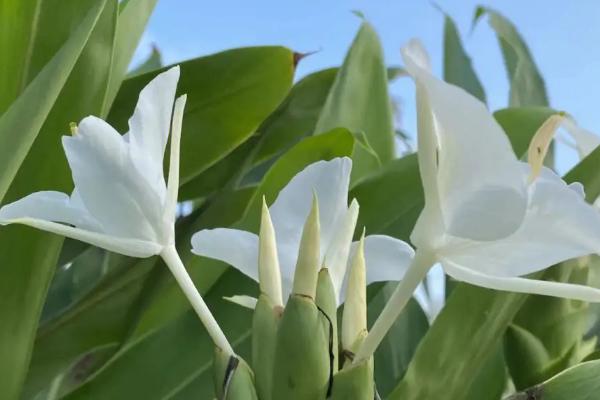 什么是姜花，属于姜科、姜花属多年生草本植物