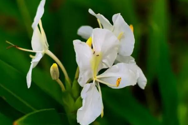 什么是姜花，属于姜科、姜花属多年生草本植物