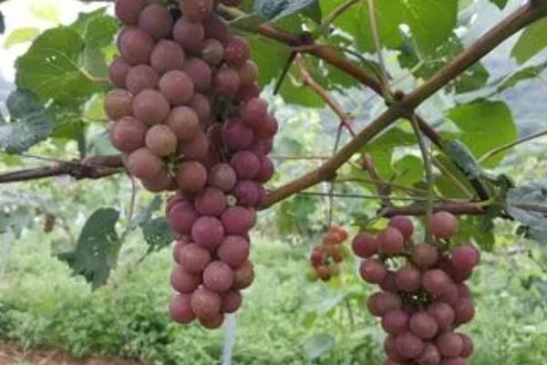 红玫瑰葡萄的简介，别称莫斯佳、穆斯卡特