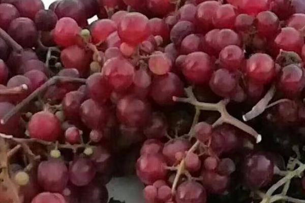 红玫瑰葡萄的简介，别称莫斯佳、穆斯卡特