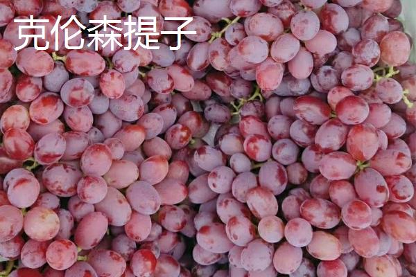 红提葡萄如何种植以及防治病害，新梢长到一定程度后要引缚在架面上