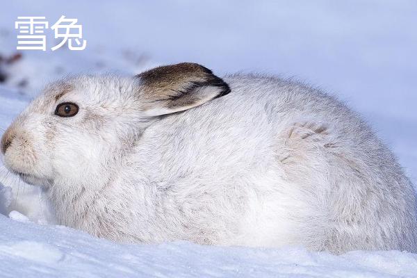 兔子和狐狸谁更狡猾，狐狸更狡猾、常捕食兔子