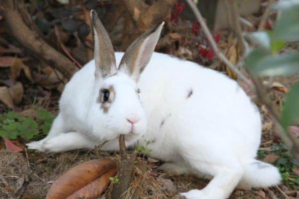 兔子和狐狸谁更狡猾，狐狸更狡猾、常捕食兔子