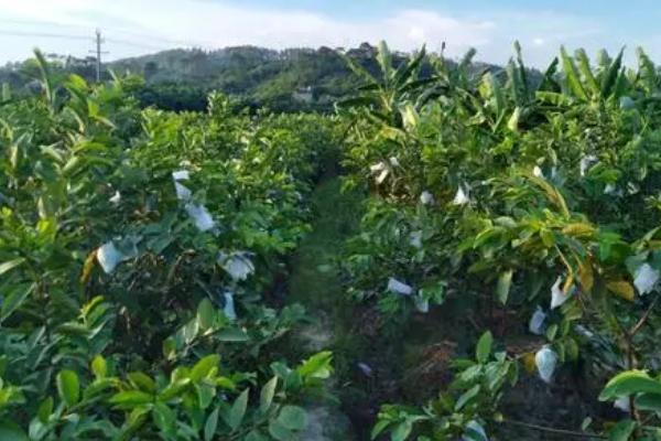 番石榴怎么种植以及防治病害，生长初期应主施氮肥