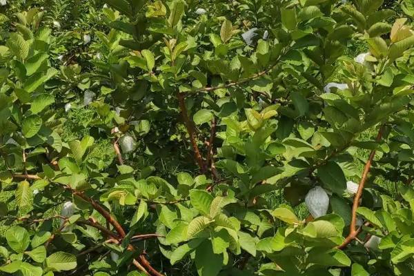 番石榴怎么种植以及防治病害，生长初期应主施氮肥