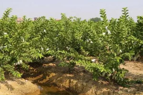 番石榴怎么种植以及防治病害，生长初期应主施氮肥