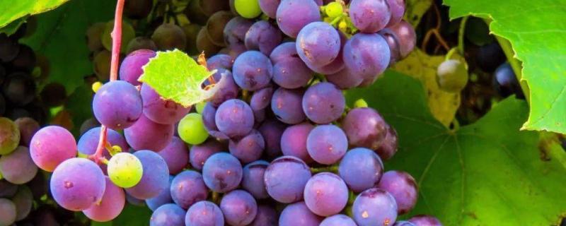 葡萄的英文，读作grape