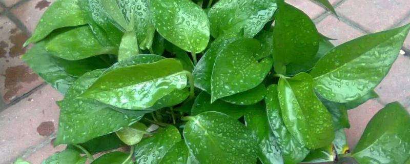 哪些植物对于吸收甲醛具有良好效果，包括绿萝、吊兰、常春藤等品种