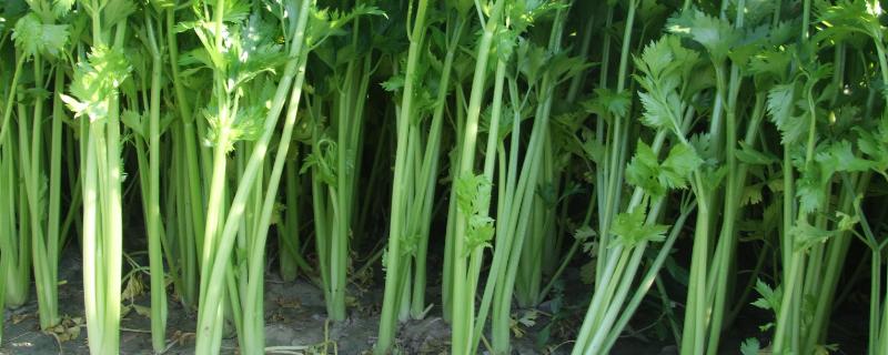 芹菜的简介，属于伞形目、伞形科、芹属植物