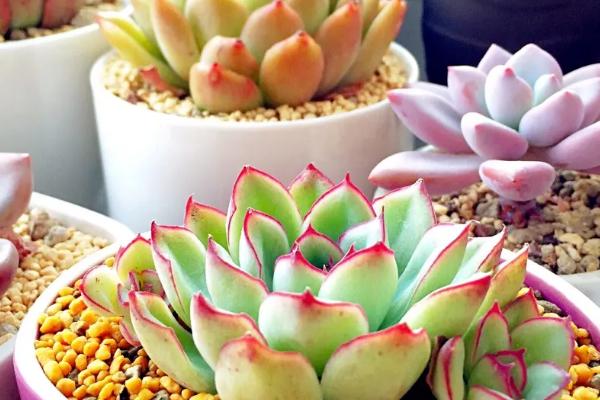 多肉植物的简介，泛指根茎叶肥厚多汁、能储藏大量水分的植物