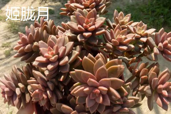 多肉植物的简介，泛指根茎叶肥厚多汁、能储藏大量水分的植物
