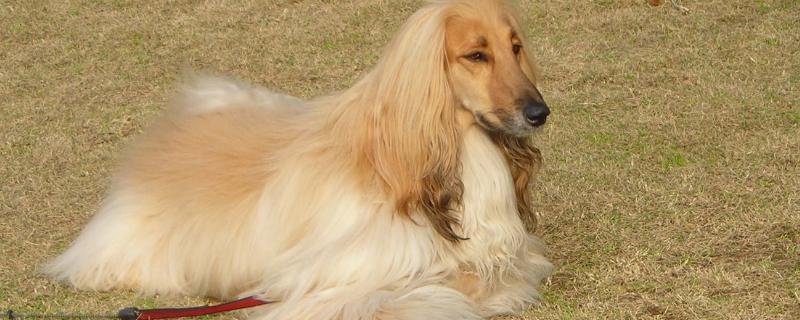 阿富汗犬品种介绍，属于大型犬、起源于非洲