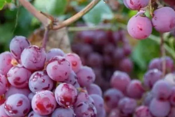 葡萄的英文，读作grape