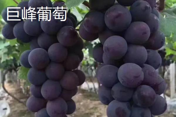 葡萄的英文，读作grape