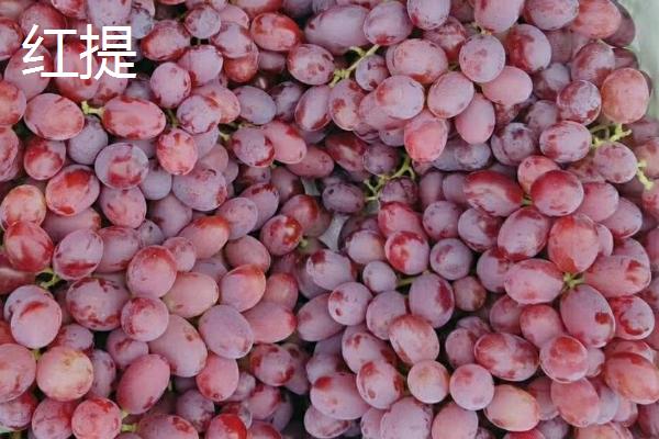 葡萄的英文，读作grape