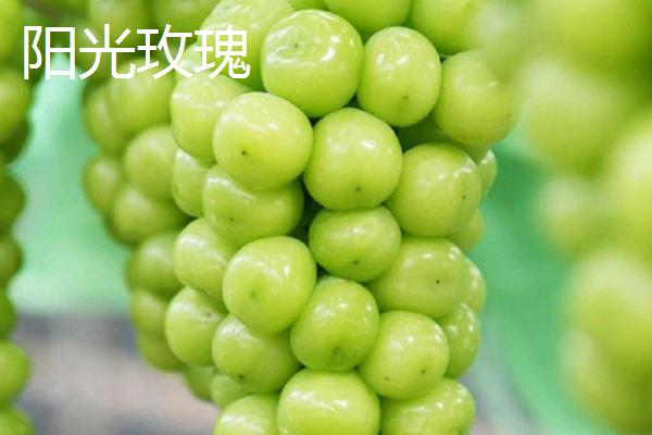葡萄的英文，读作grape