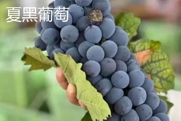 葡萄的英文，读作grape