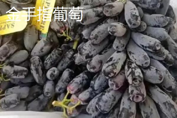 葡萄的英文，读作grape
