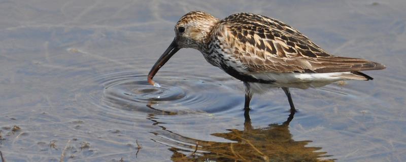 什么是涉禽，是指在沼泽、浅水和岸边生活的鸟类
