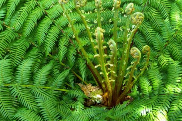 植物依靠哪些方式传播种子，可通过风力、水流、动物等媒介进行传播