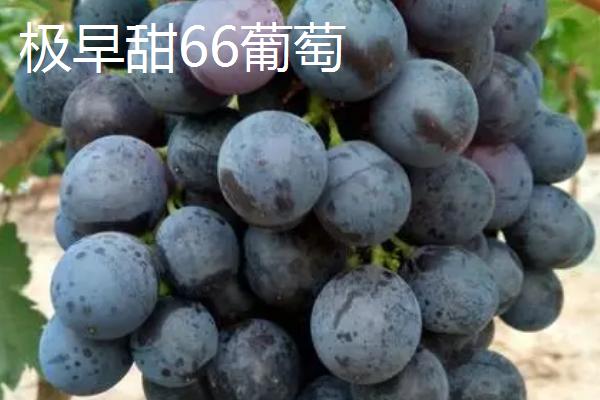 葡萄的英文，读作grape