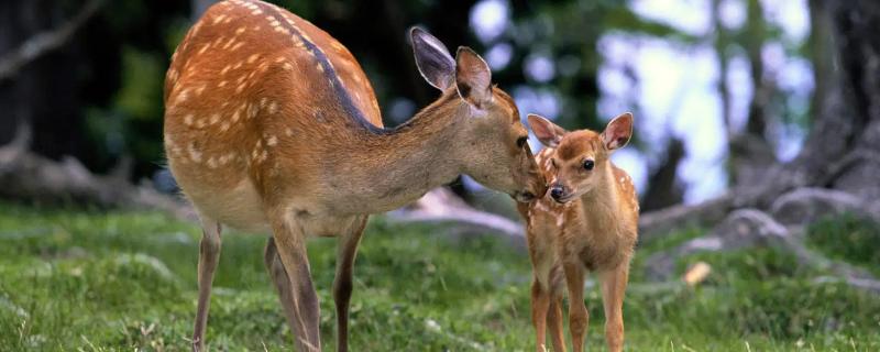 鹿的相关介绍，属于偶蹄目、鹿科动物统称