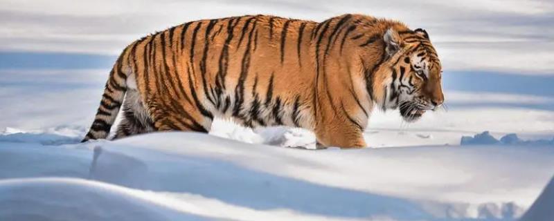 最大的老虎哪个品种，西伯利亚虎体型最大