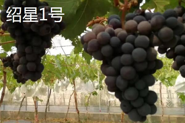 葡萄的英文，读作grape