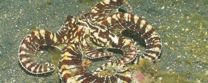 什么是拟态章鱼，也叫模仿章鱼、可任意改变身体颜色
