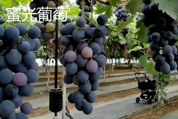 葡萄的英文，读作grape