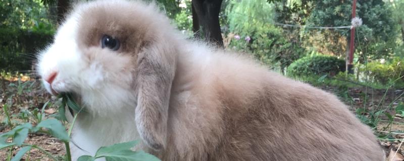 垂耳兔品种介绍，也叫宾尼兔、原产于荷兰