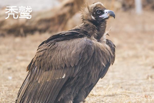秃鹫相关介绍，属于鹰科、秃鹫亚科大型鸟类的统称