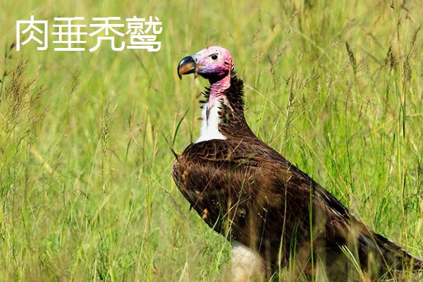 秃鹫相关介绍，属于鹰科、秃鹫亚科大型鸟类的统称
