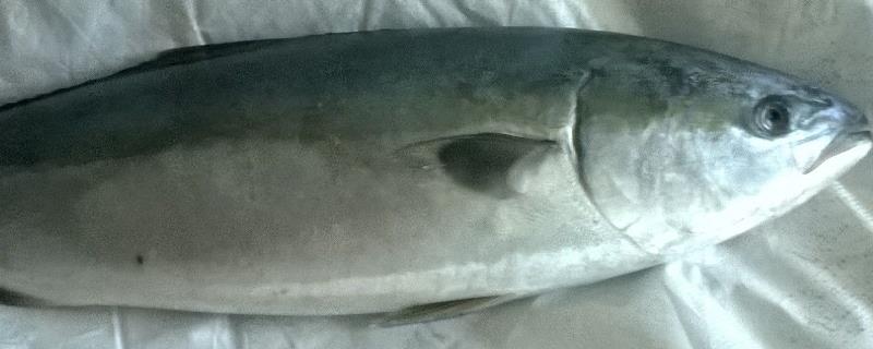 巴浪鱼品种介绍，属于鲹科、圆鲹属鱼类