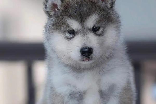 阿拉斯加犬好不好养，属于容易饲养的犬种